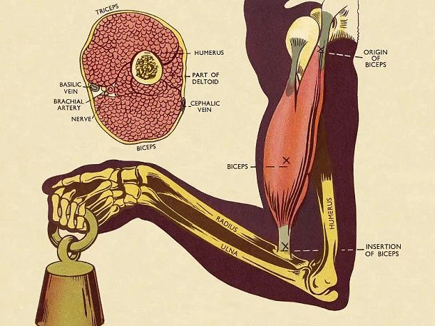 Amino Acid Delivery Muscle Anabolism